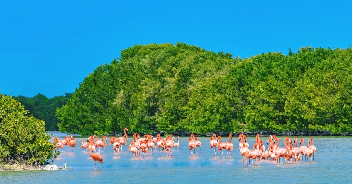 Celestún: un paraíso natural