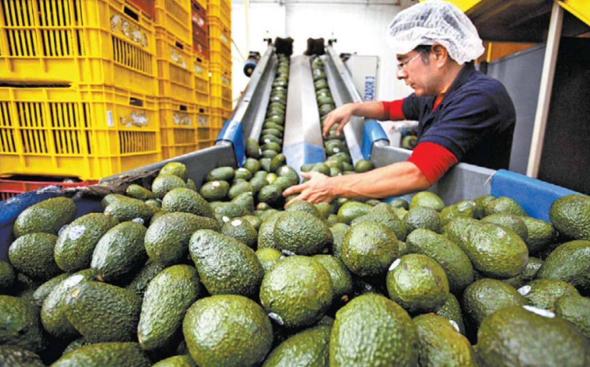 EE.UU. suspende importación de aguacate mexicano tras amenazas