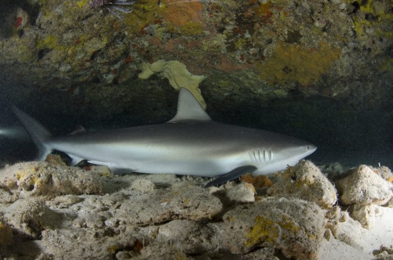 Aventúrate a conocer la misteriosa Cueva de los Tiburones Dormidos en Isla Mujeres