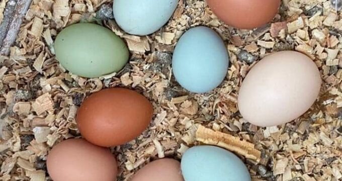 Huevos de colores de Oaxaca y el origen de su peculiar pigmento
