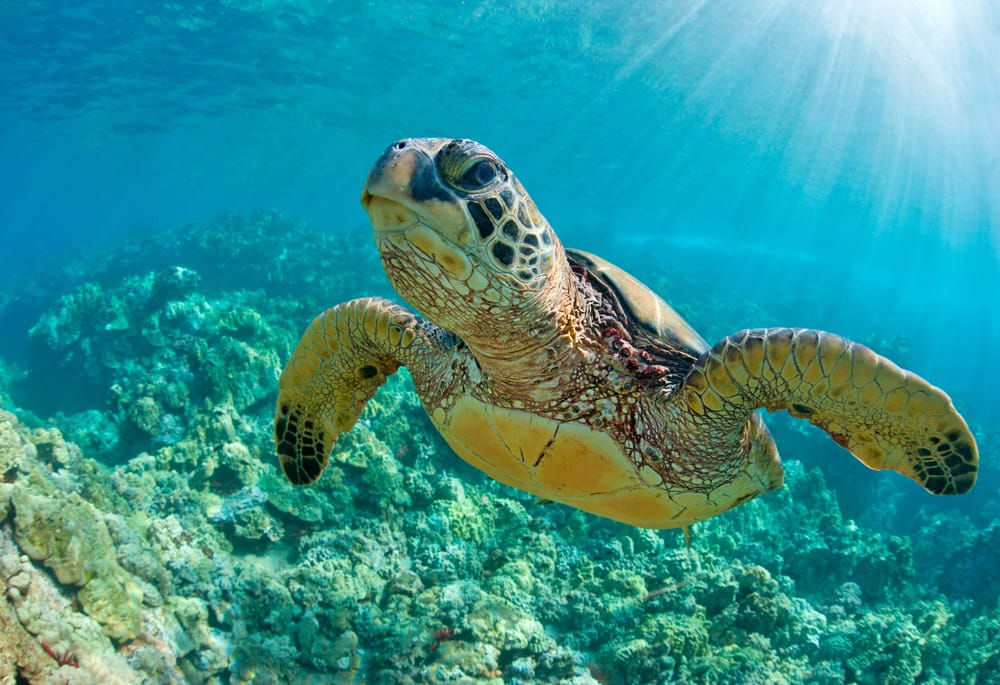 Día Mundial de la Tortuga Marina: ¿Cómo ayudar a conservarlas?