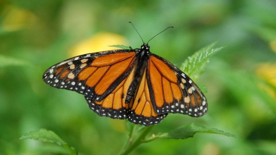 Mariposa Monarca está en peligro de extinción, aparece en la lista roja de especies