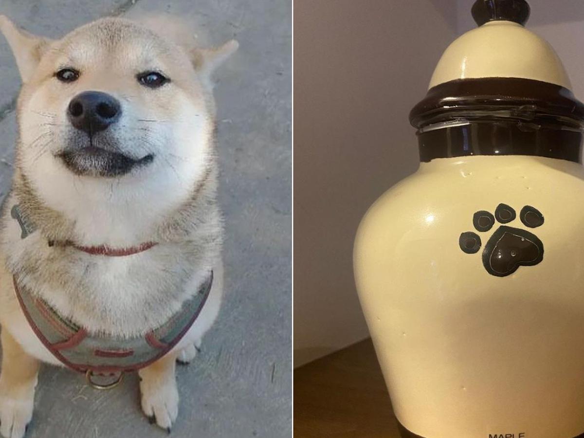 Maple, el perro que fue a un campamento y regresó en una urna: siguen las investigaciones de su supuesta muerte