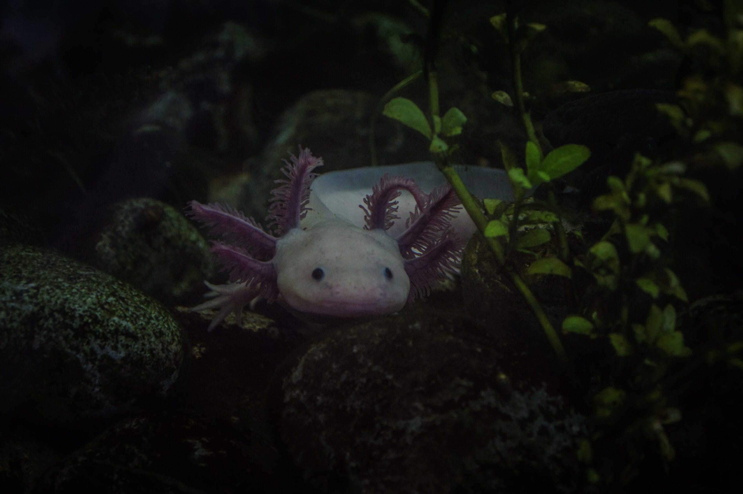 Celebra el Día de Muertos en la Noche del Axólotl