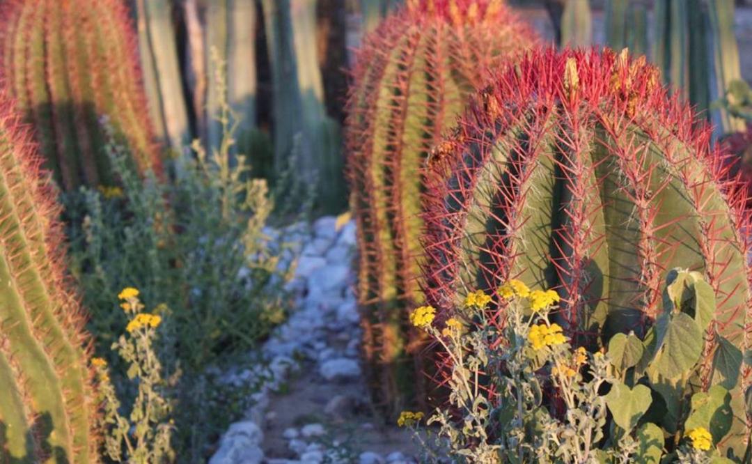 Cabuche, la flor del desierto potosino que es un manjar en la Cuaresma