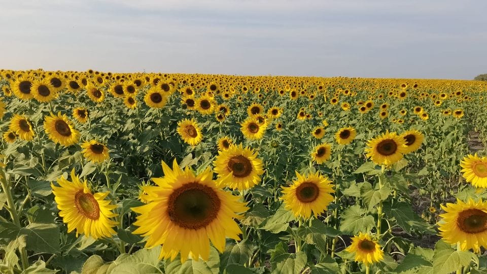 Regresa a la Huasteca potosina el bello campo de girasoles para tus selfies