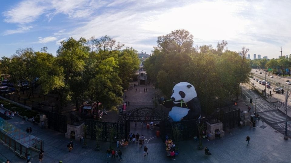 ¡Adorable! ¿Hasta cuándo podrás ver el panda gigante en el Bosque de Chapultepec?