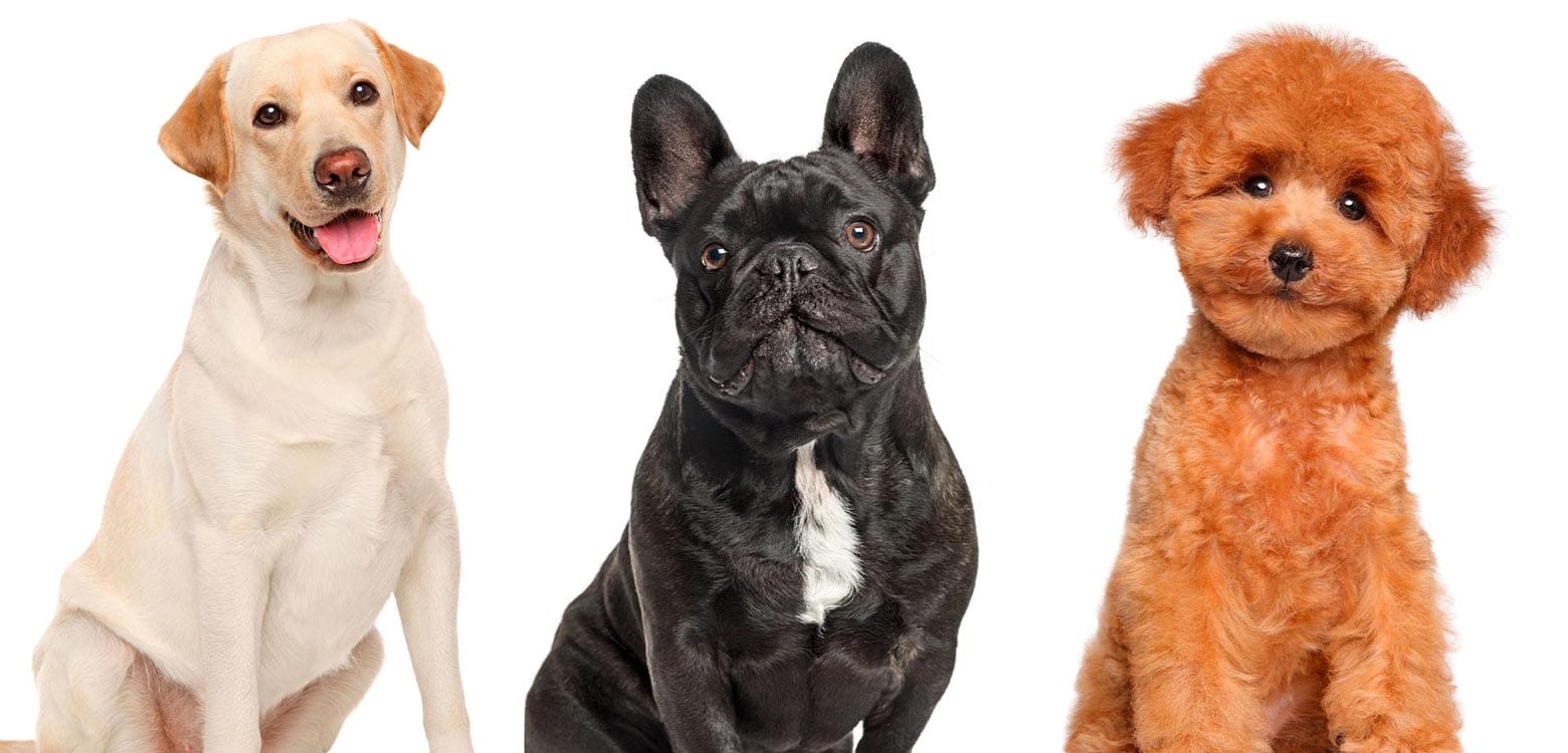 Séptima Exposición Nacional Canina 2023 llega a Tabasco: ¡Descubre la Belleza de las Razas Puras!