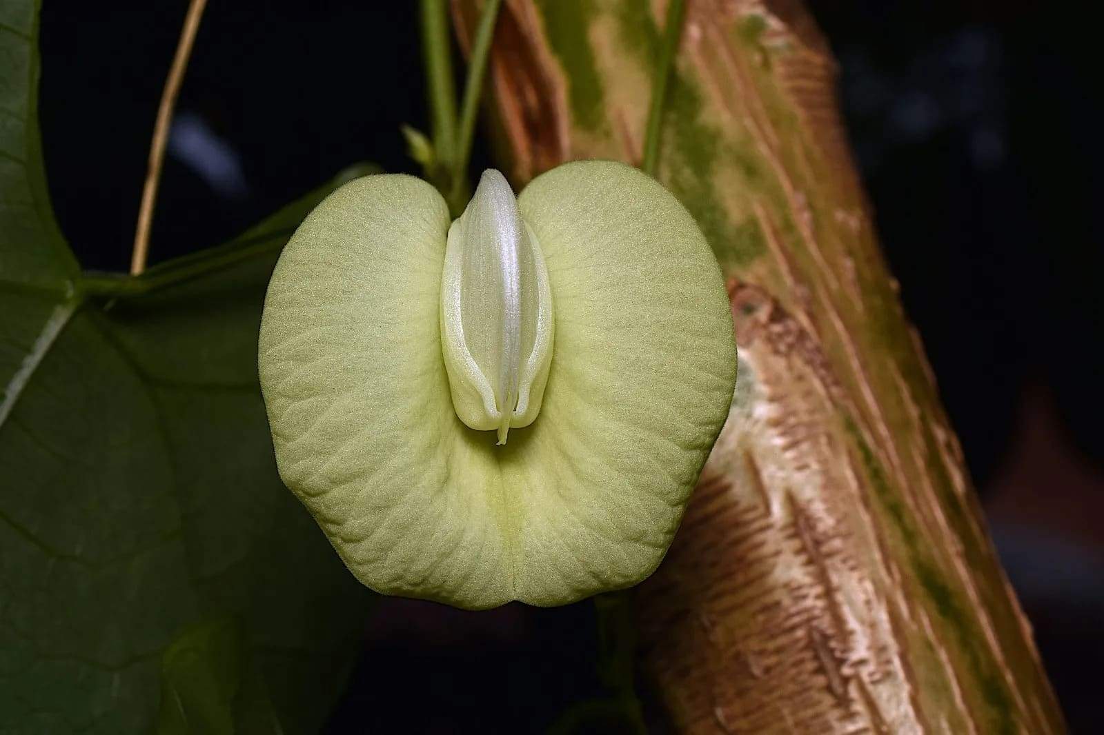 Científicos yucatecos descubren una nueva especie de flor amarilla