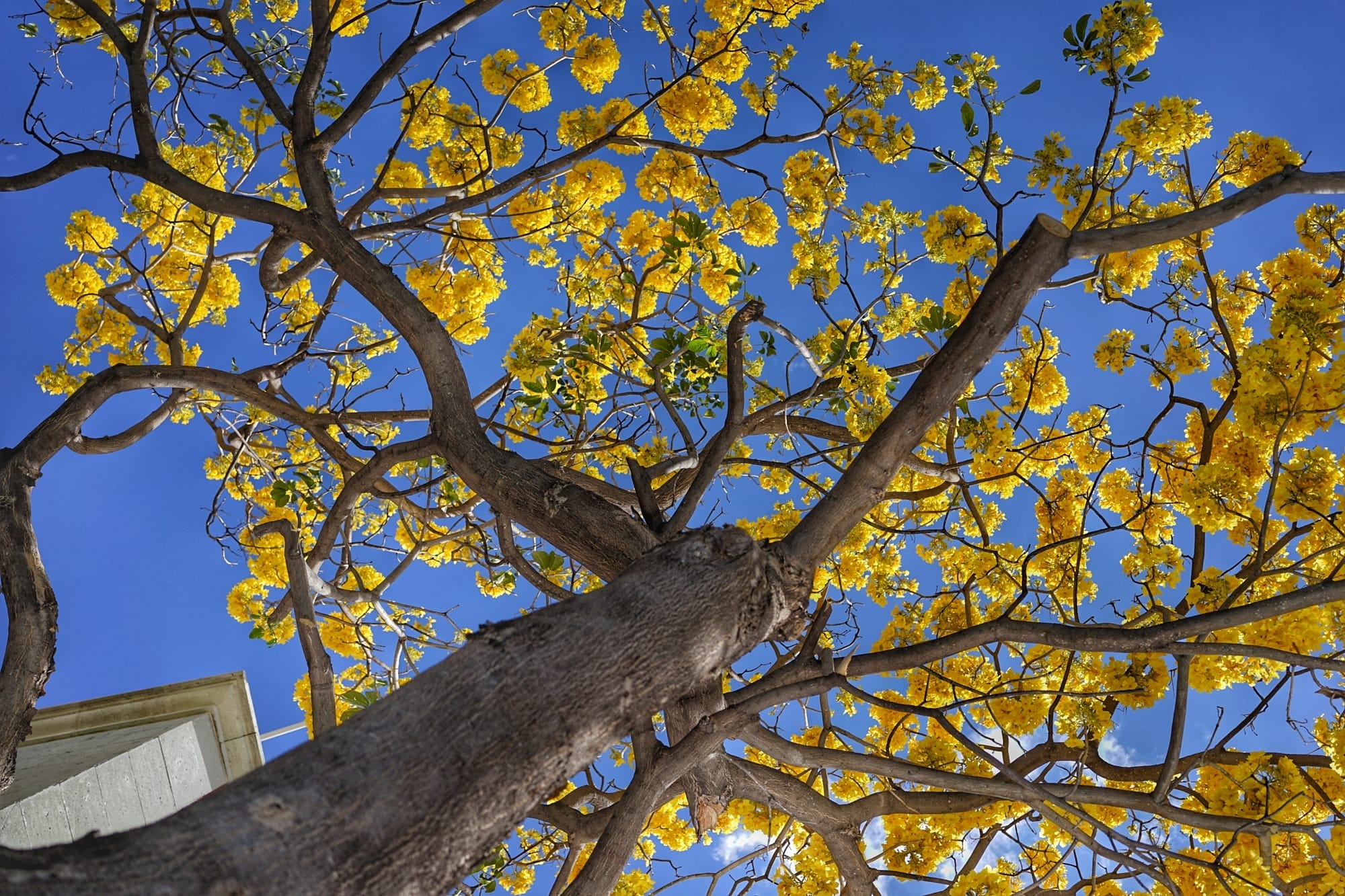 "El guayacán amarillo: Un espectáculo natural que embellece las calles de Oaxaca"