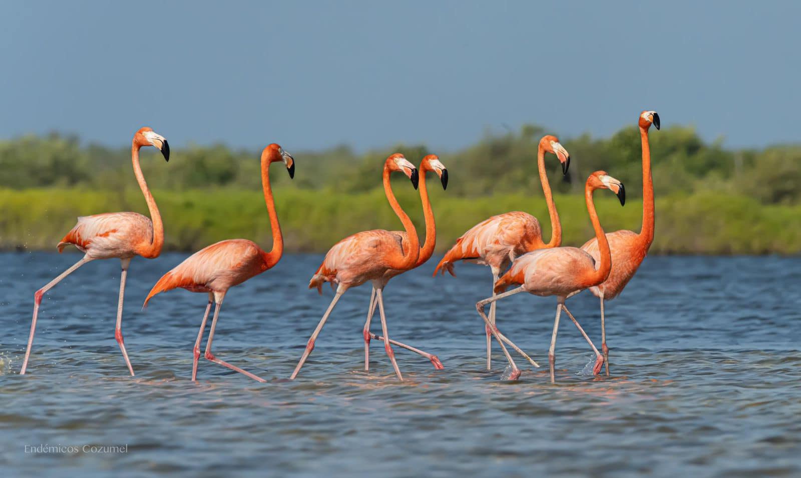 Yucatán se tiñe de rosa: inicia la temporada de flamencos en reservas naturales