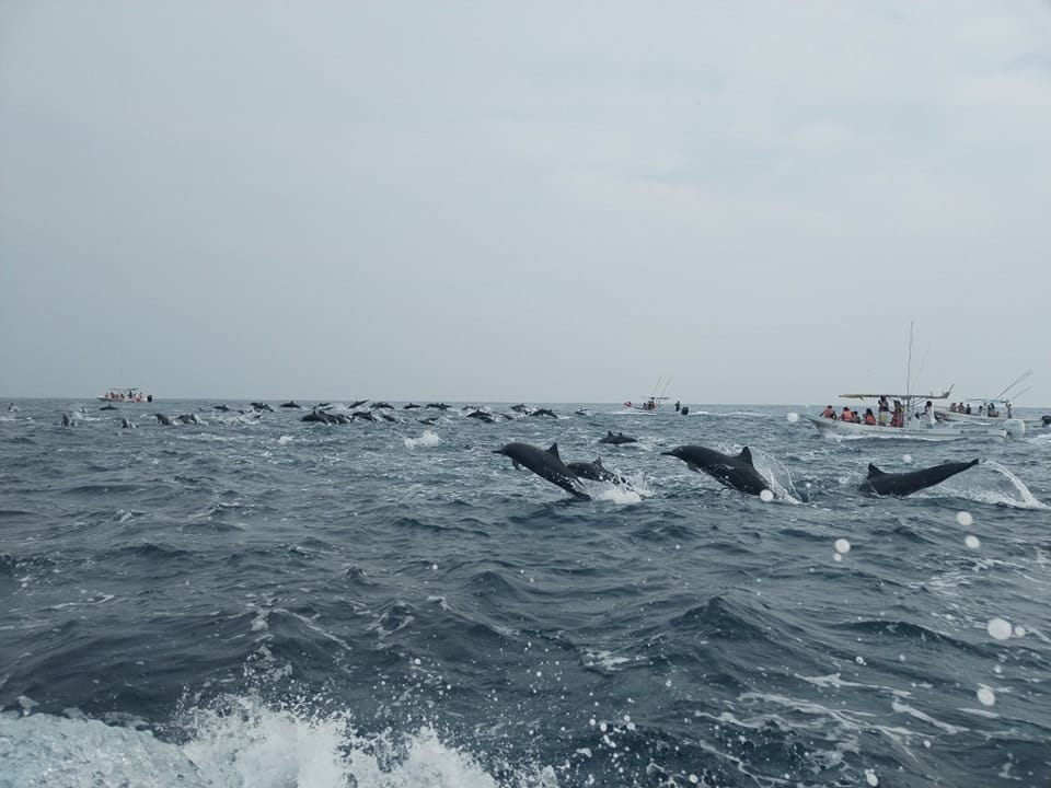 Turistas captan espectacular aparición de delfines en Puerto Escondido, Oaxaca