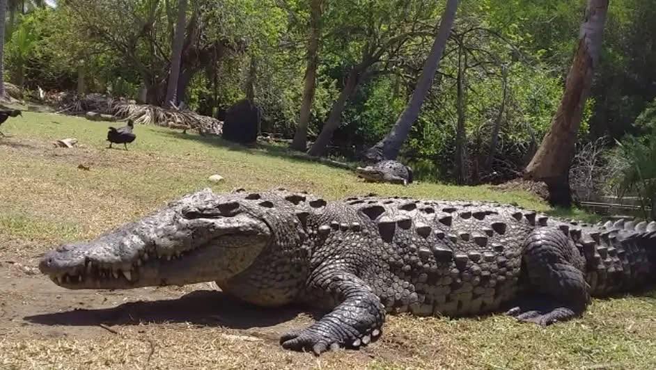 Muere el “Tío Lucho”, legendario cocodrilo de 50 años en la Laguna Ventanilla, Oaxaca