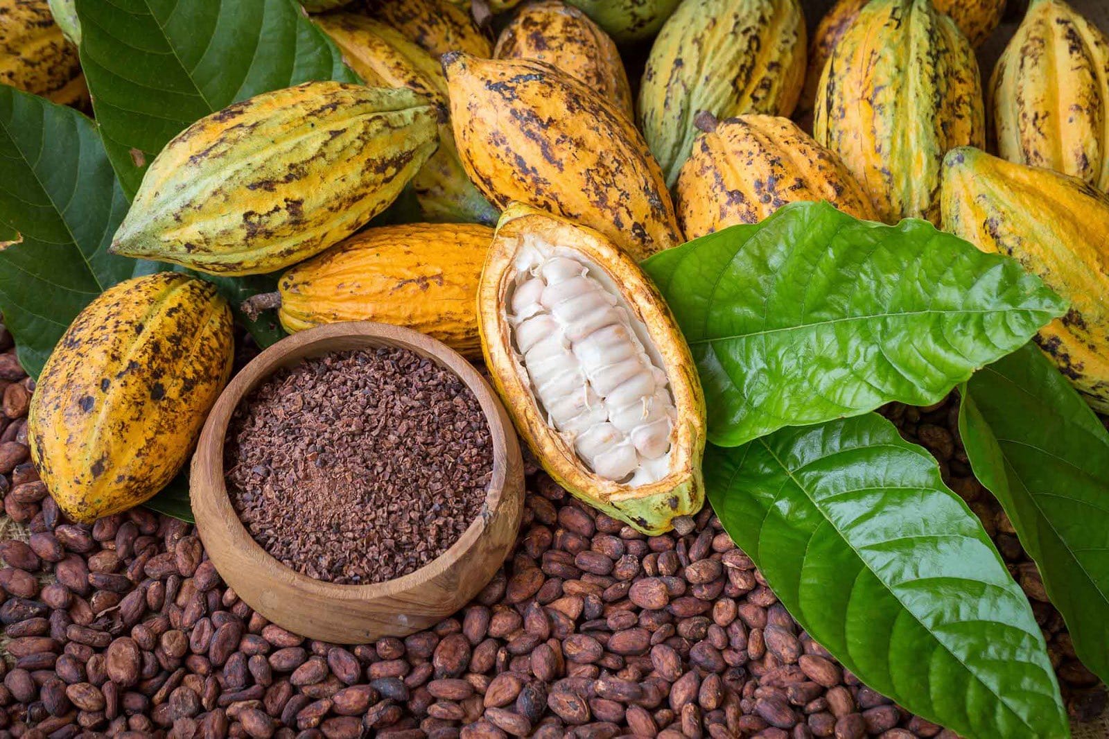 Tabasco, Chiapas y Veracruz: los destinos donde el cacao es identidad, economía y sabor